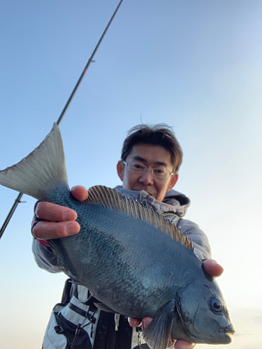 メジナの釣果