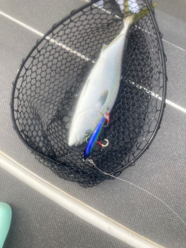 ヤズの釣果
