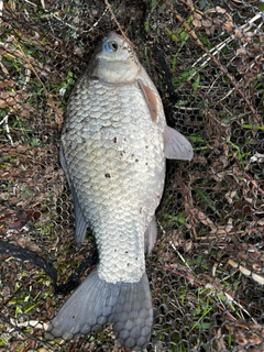 ヘラブナの釣果