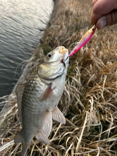 ヘラブナの釣果