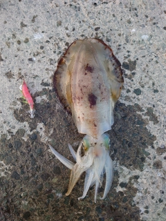 アオリイカの釣果