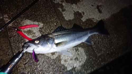 セイゴ（マルスズキ）の釣果