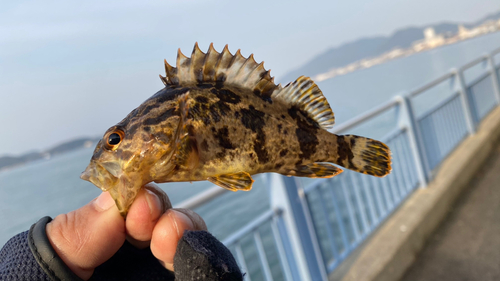 タケノコメバルの釣果