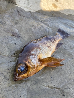 メバルの釣果