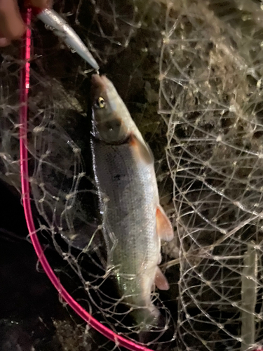 マルタウグイの釣果