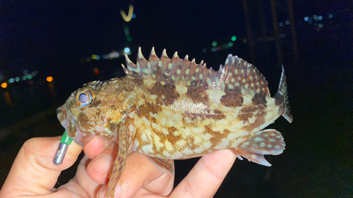 アラカブの釣果