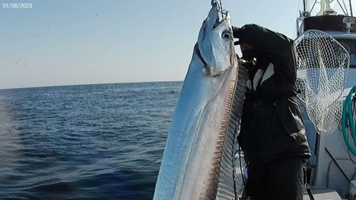 タチウオの釣果