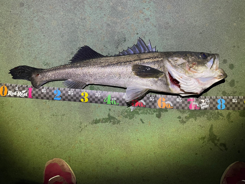 シーバスの釣果