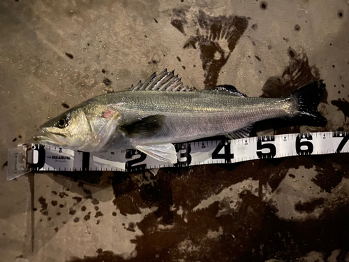 シーバスの釣果