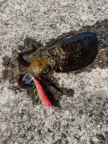 アオリイカの釣果