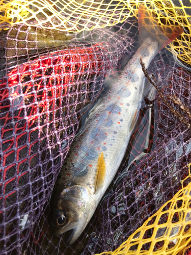 アマゴの釣果