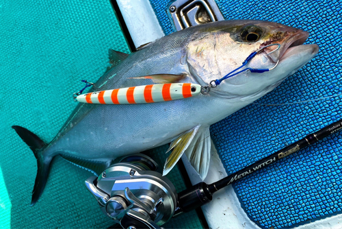 カンパチの釣果