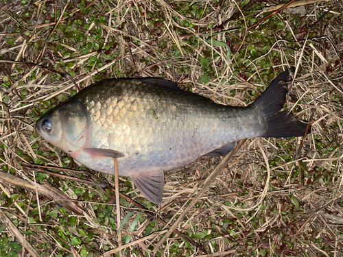 ヘラブナの釣果