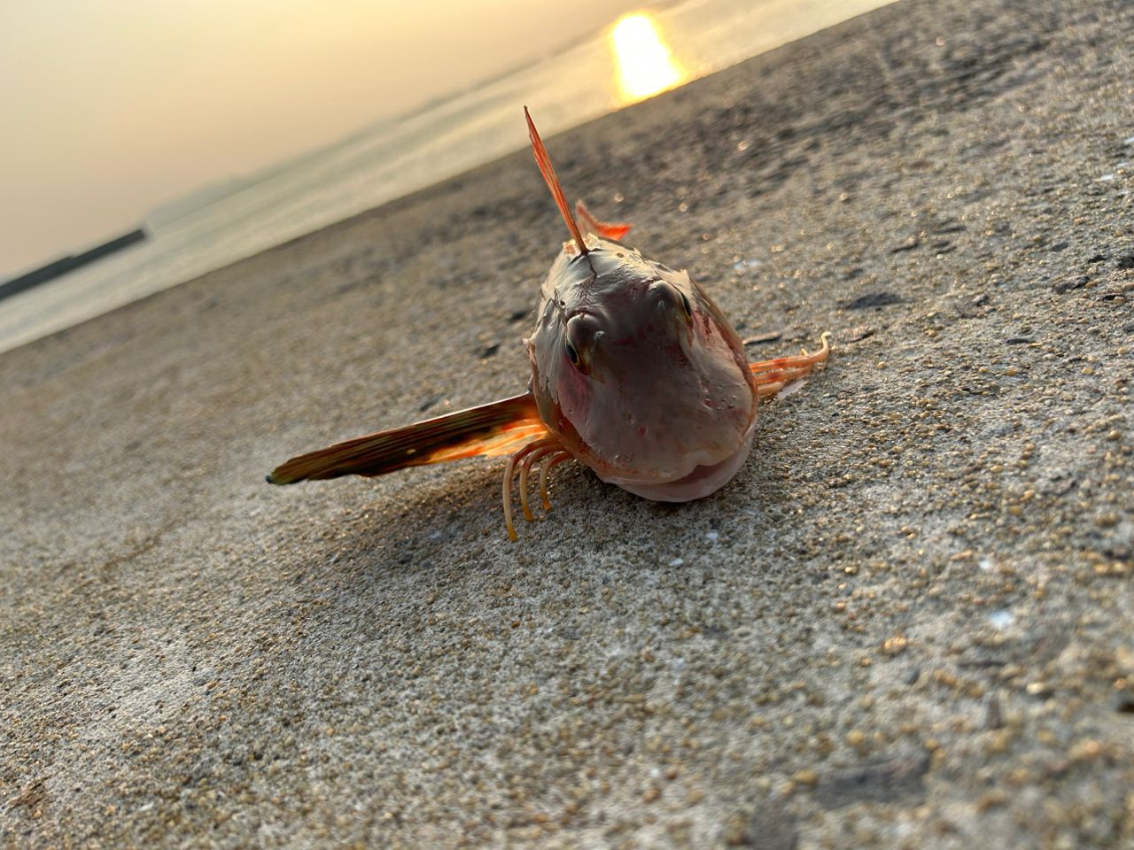 ホウボウ