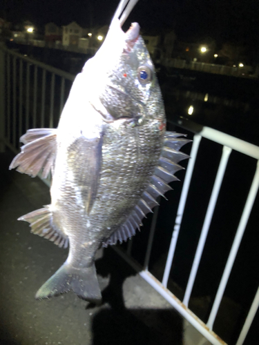 クロダイの釣果