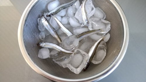 チアユの釣果