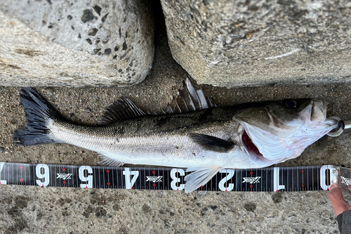 シーバスの釣果