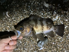 シロメバルの釣果