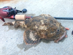 カジカの釣果