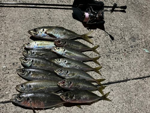 アジの釣果