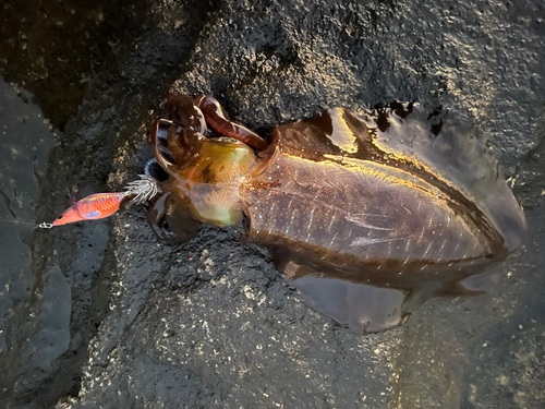 アオリイカの釣果