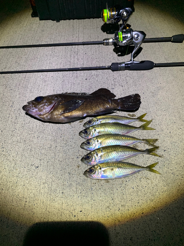 アジの釣果