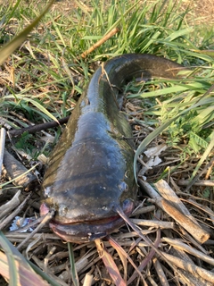 ナマズの釣果