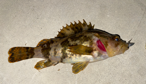 タケノコメバルの釣果