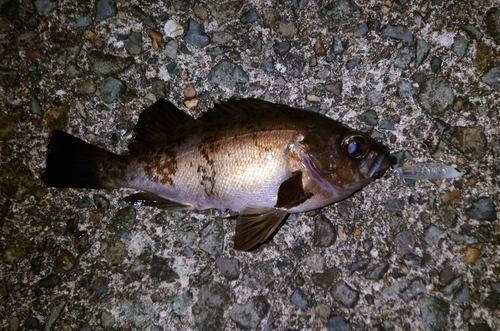 メバルの釣果