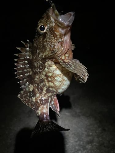 カサゴの釣果