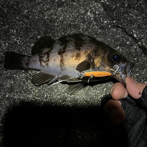 シロメバルの釣果