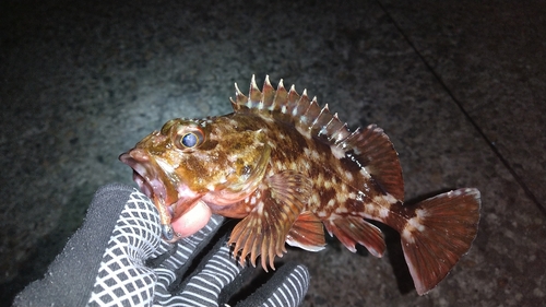 カサゴの釣果