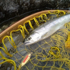 アマゴの釣果