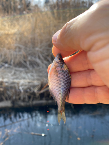 タナゴの釣果