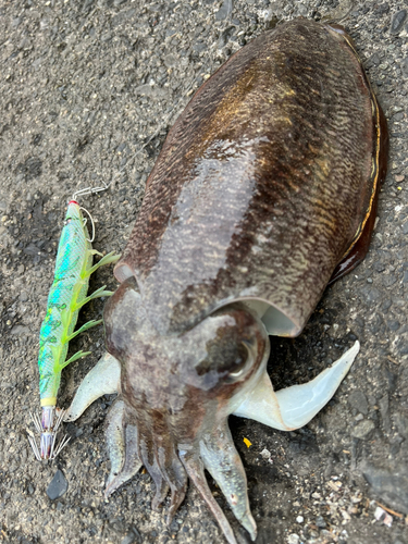 コウイカの釣果