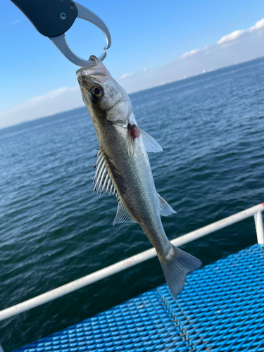 フッコ（ヒラスズキ）の釣果