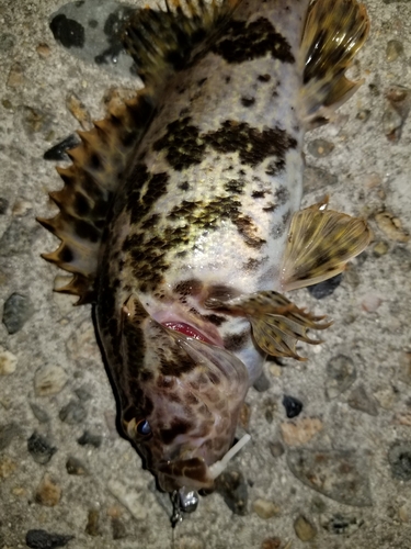 タケノコメバルの釣果