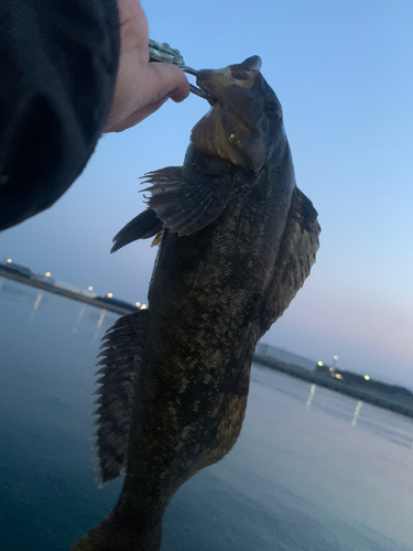 アイナメの釣果