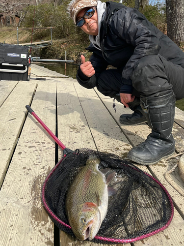 レインボートラウトの釣果