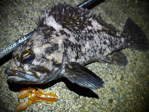 ハチガラの釣果