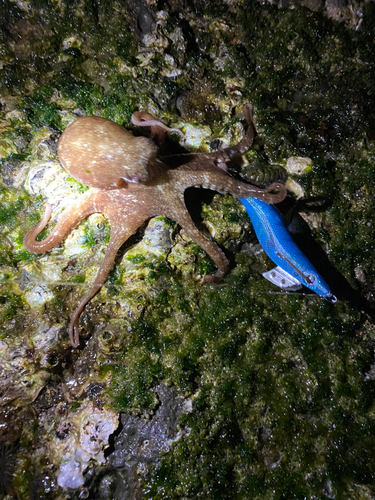 マダコの釣果