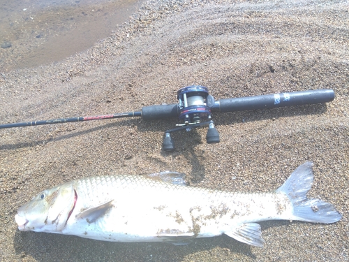 ニゴイの釣果