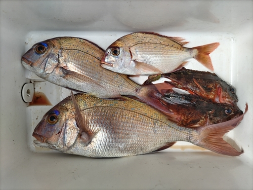 マダイの釣果