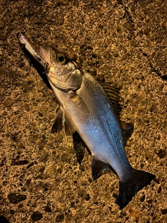 セイゴ（ヒラスズキ）の釣果