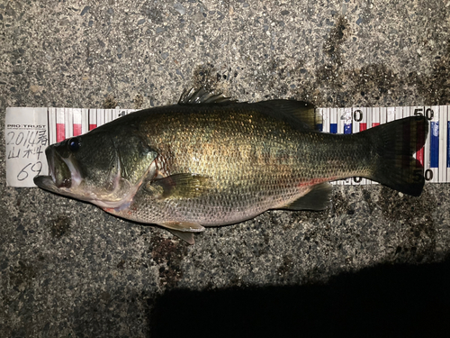 ブラックバスの釣果