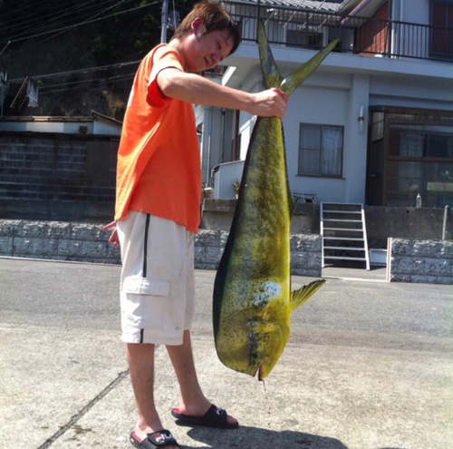 シイラの釣果