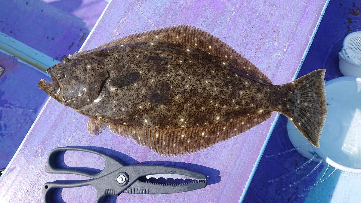 釣りバカじいさんさんの釣果 2枚目の画像