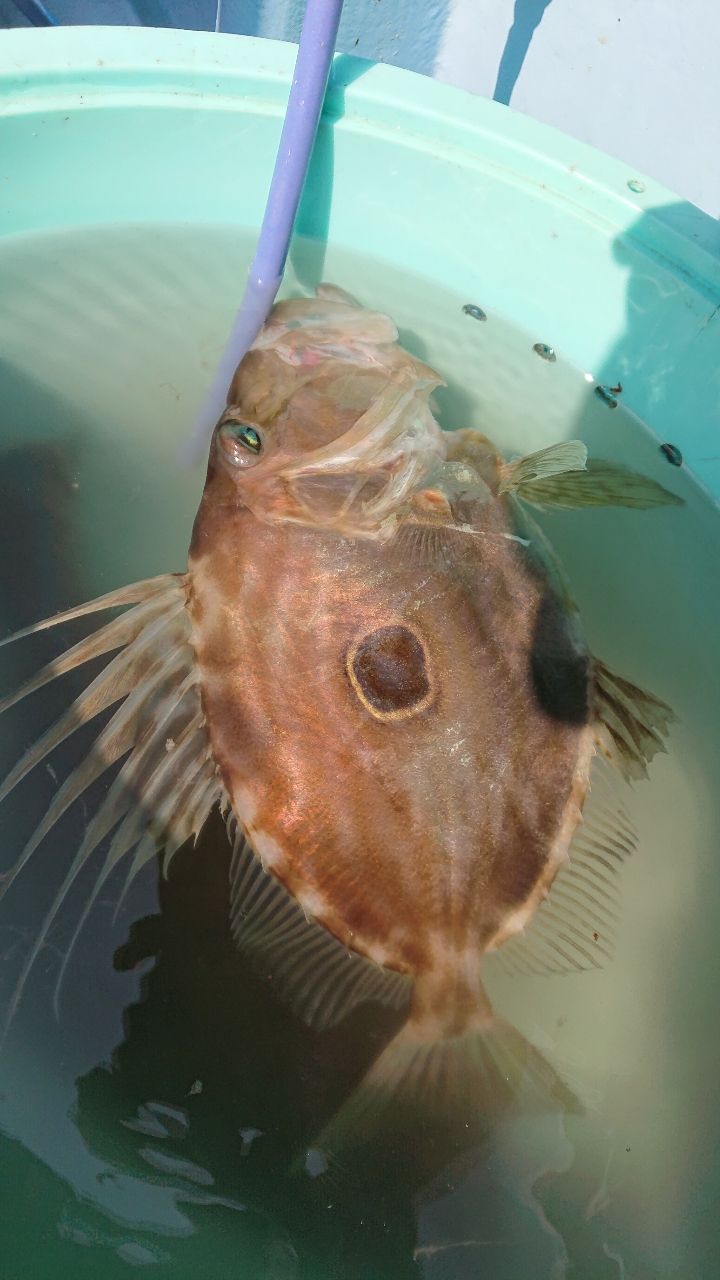 釣りバカじいさんさんの釣果 3枚目の画像