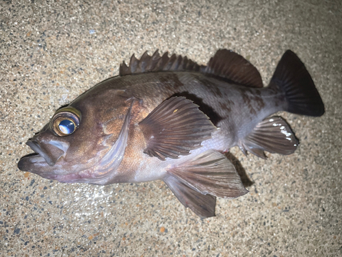 メバルの釣果