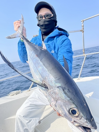 ビンチョウマグロの釣果